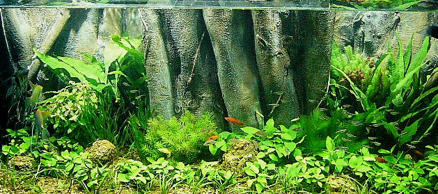 3d fish tank backgrounds. house fish tank backgrounds